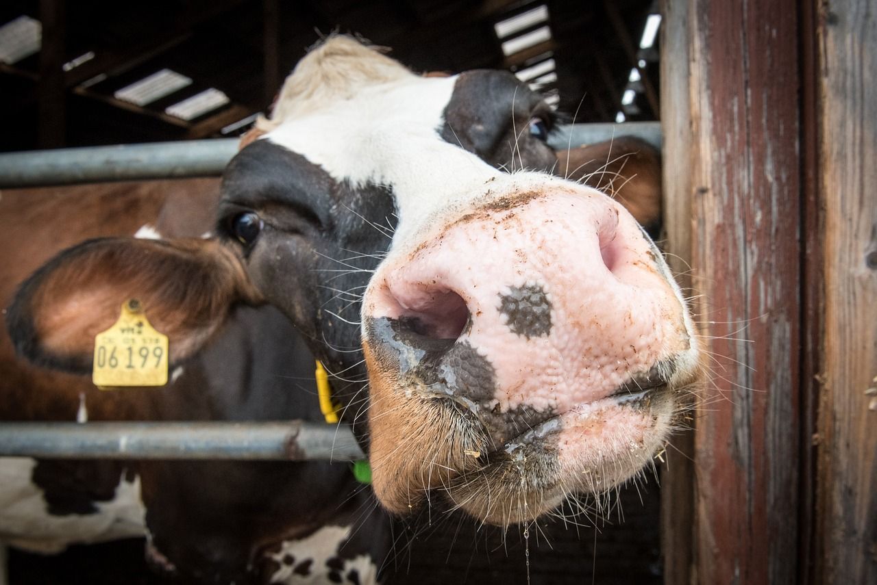 Report: EU milk production to 'stagnate' in the next decade
