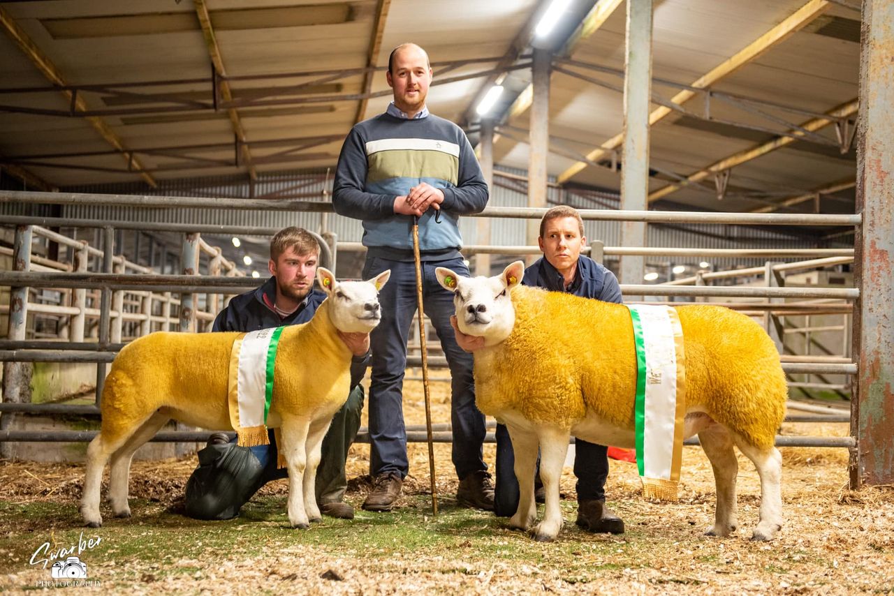 Prices reach €2,500 at Western Region Texel club female sale