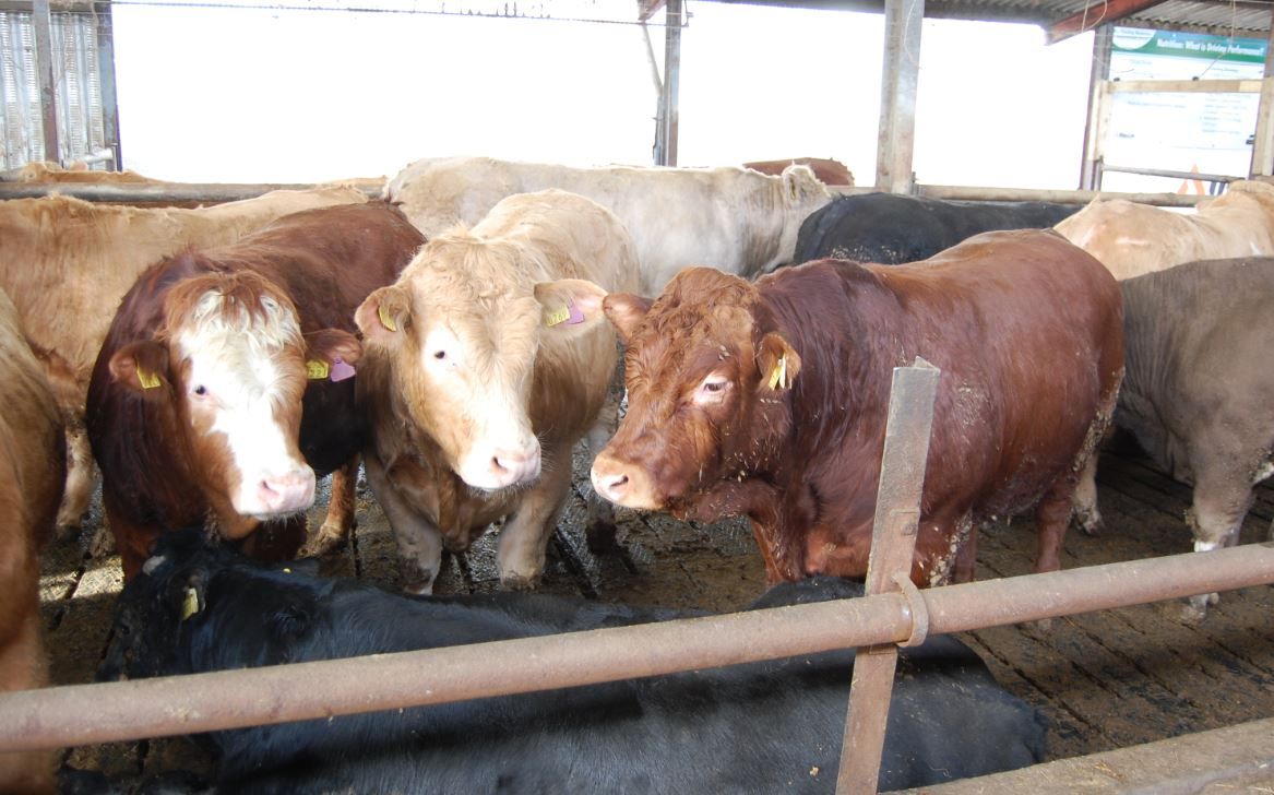 Creed urged to seek EU beef price intervention commitment