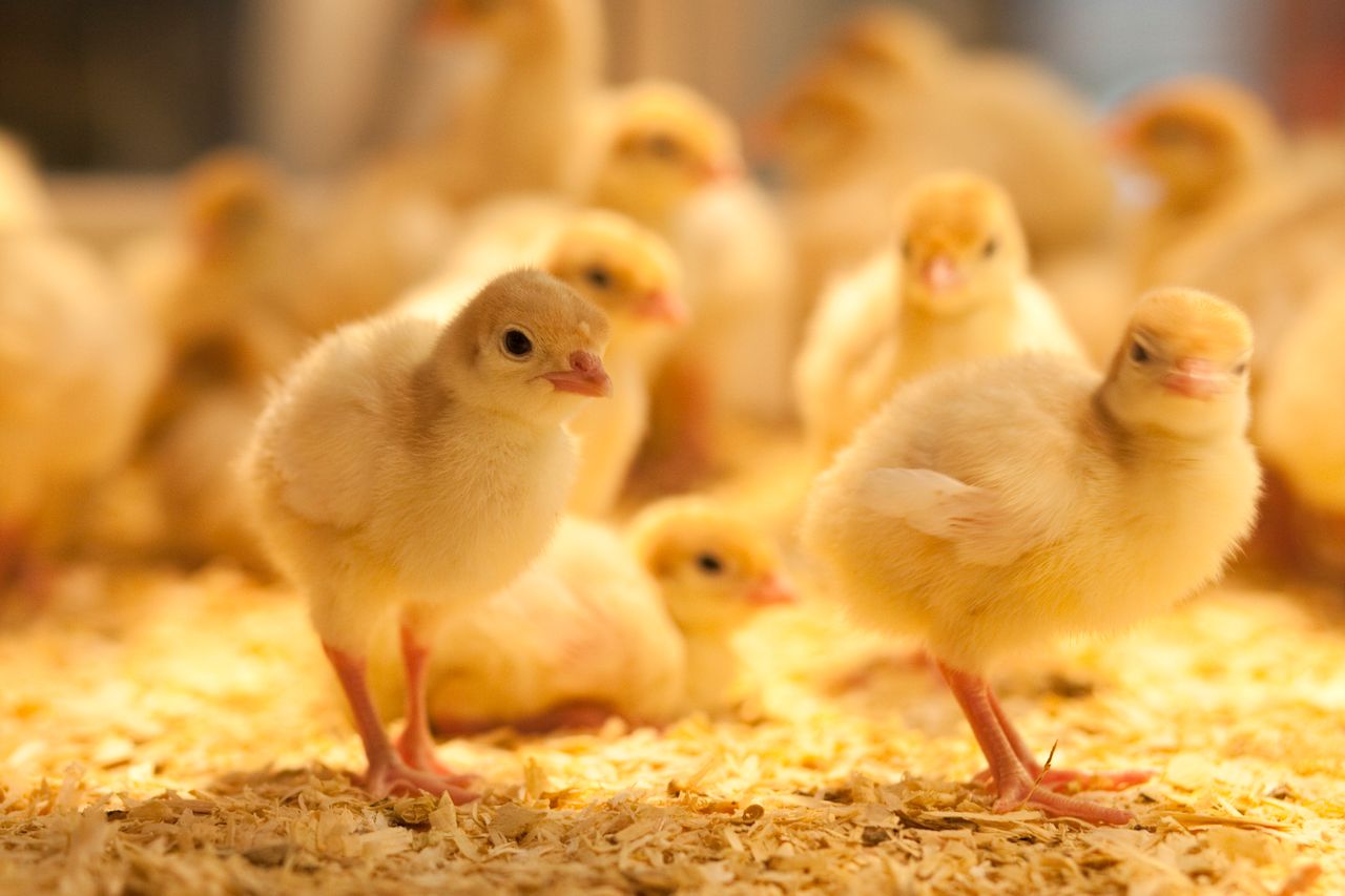 Netherlands rolls out bird flu vaccination pilot programme