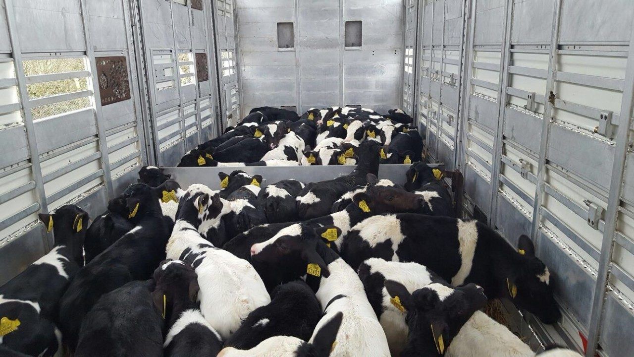 'Stop importing calves from Ireland'- Dutch politician 
