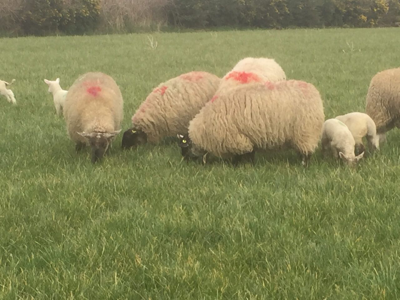 Weaker Sterling likely to impact on Irish lamb price on main markets