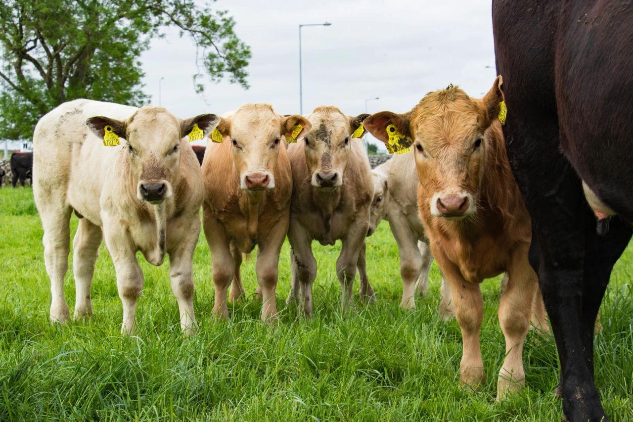 Suckler Cow Breeding Open Day planned for Newford Farm