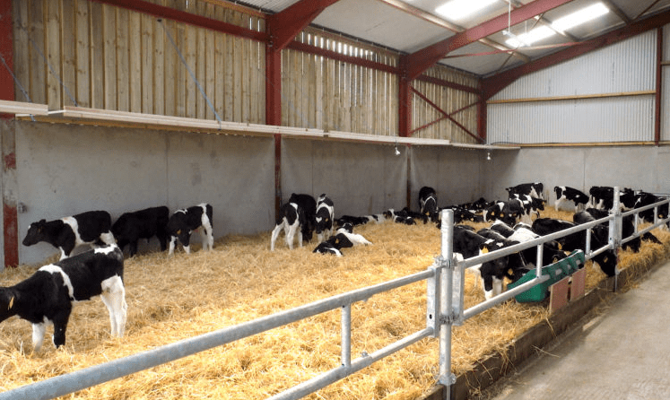 Health and calf rearing a major focus of DairyBEEF2019