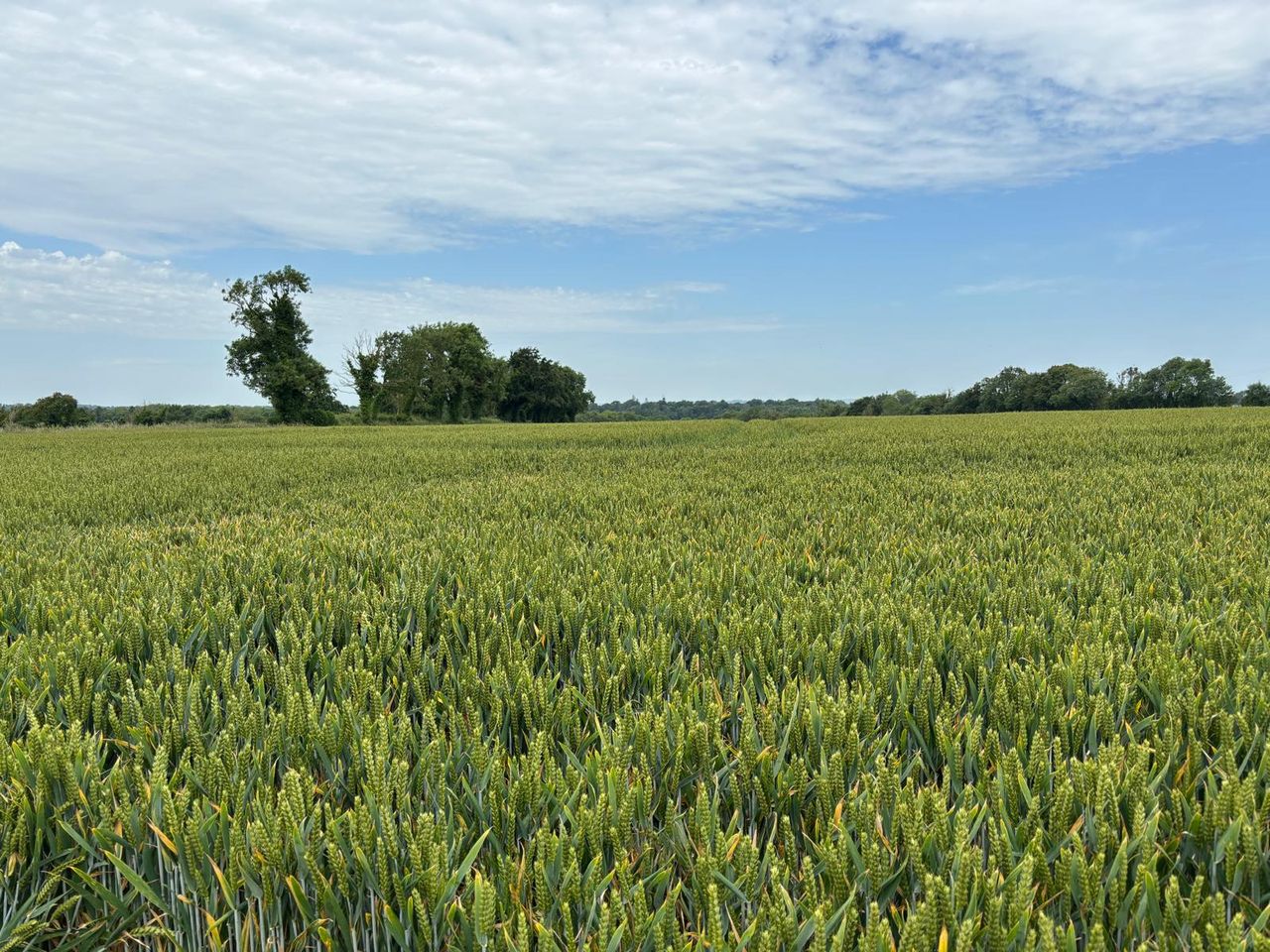 National Farm Survey: Tillage farm incomes average €38k