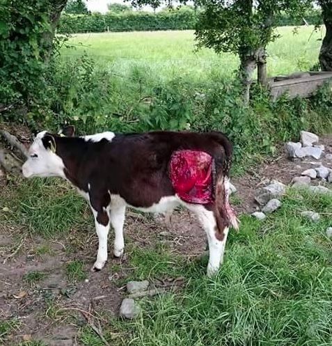 'Vicious' dog attack on calf in Tipperary