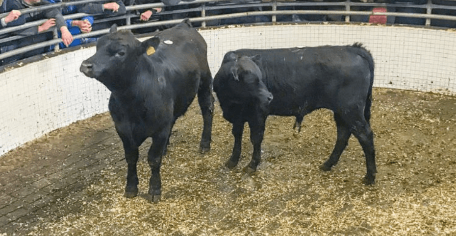 Kilkenny Mart: Exporters in the market for Angus, Hereford and Friesian weanling bulls