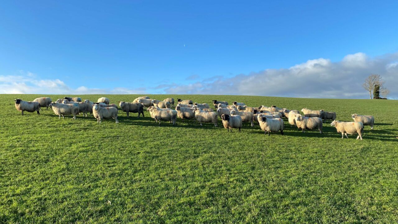 Sheep trade: Lambs hit €9.50/kg as ewes reach €5/kg