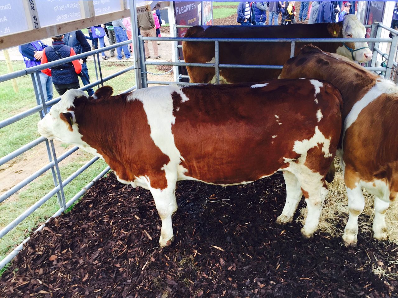 Interested in Fleckvieh cattle? - Check them out at the Ploughing