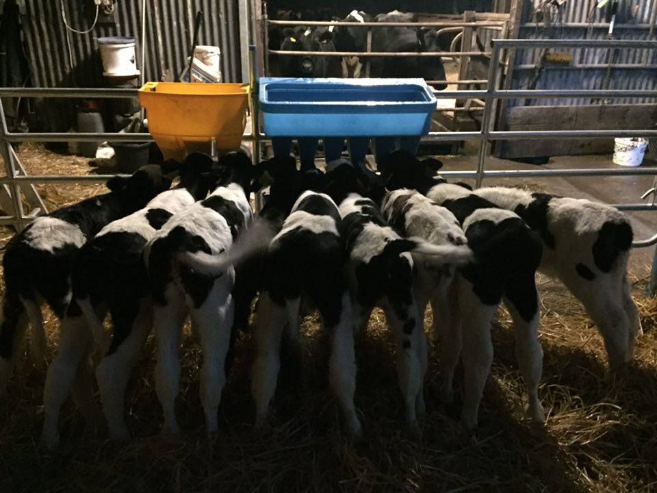 Will you be transitioning your calves to OAD feeding?