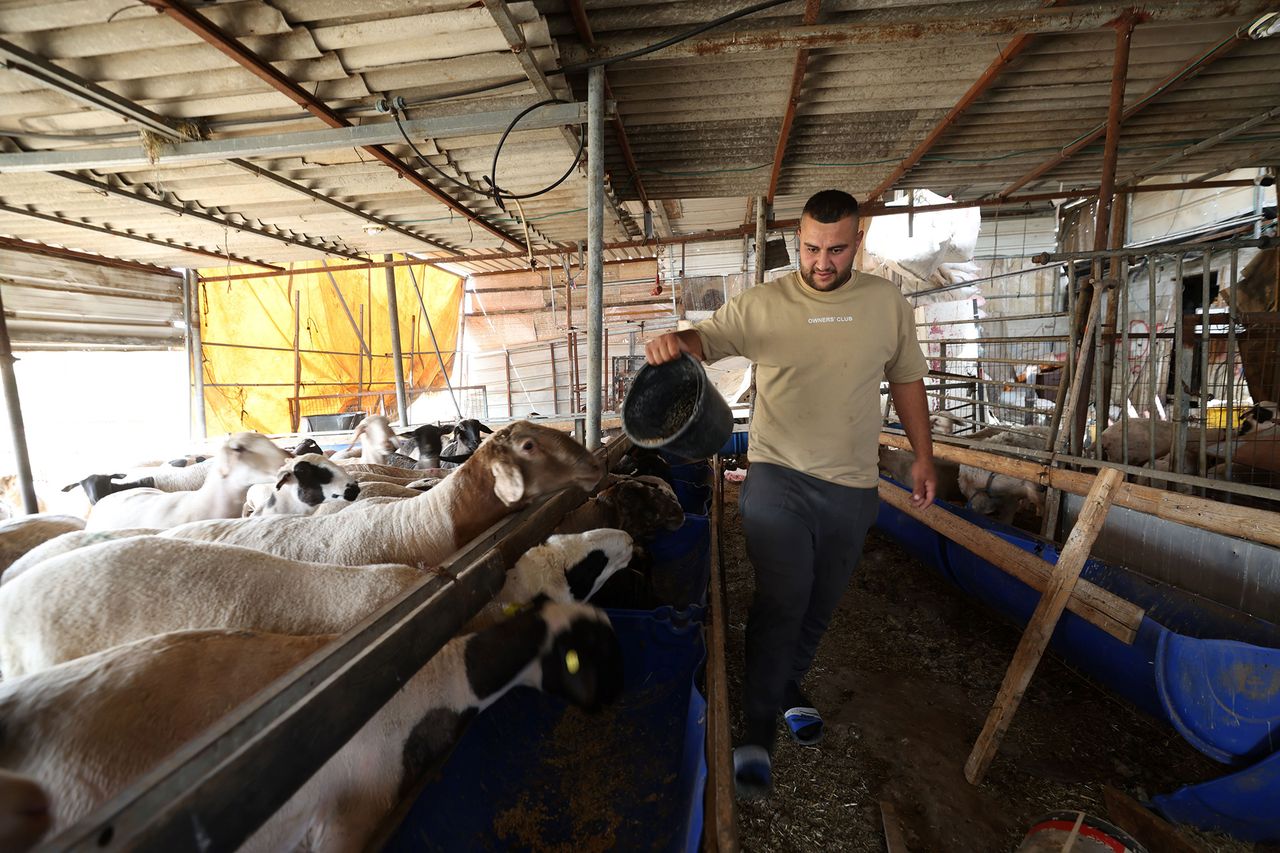 FAO: 72,000 West Bank families need emergency agricultural assistance