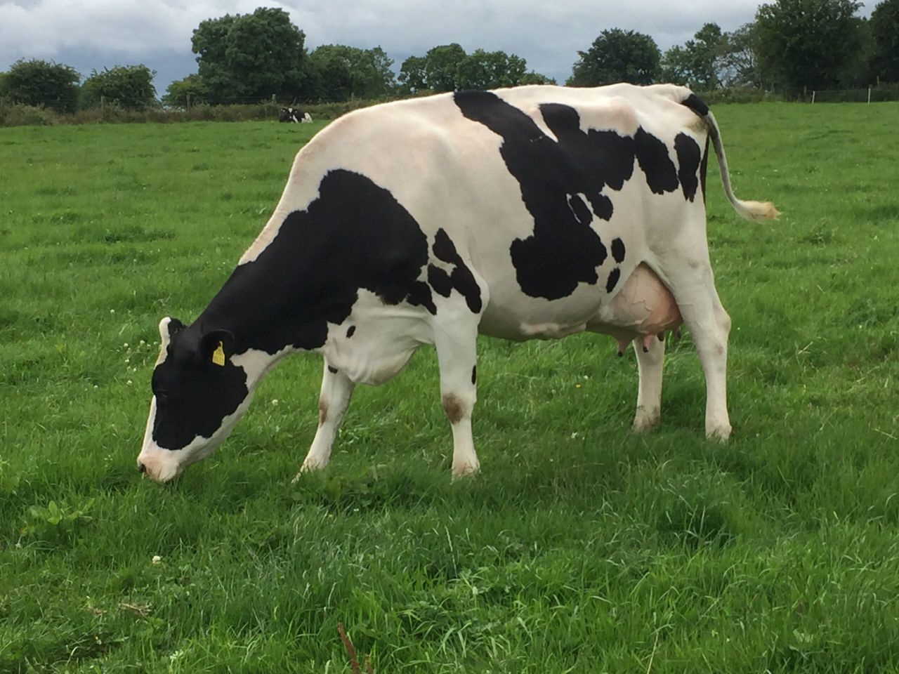 Making Holstein genetics work on a grass-based system in the west