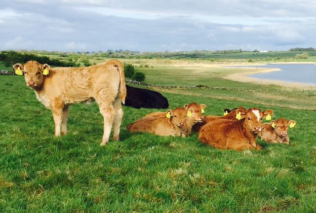 Dry and cool for the weekend, mild and breezy next week - Met Eireann