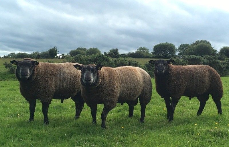 Irish Blue Texel Society gears up for 2nd annual sale this weekend