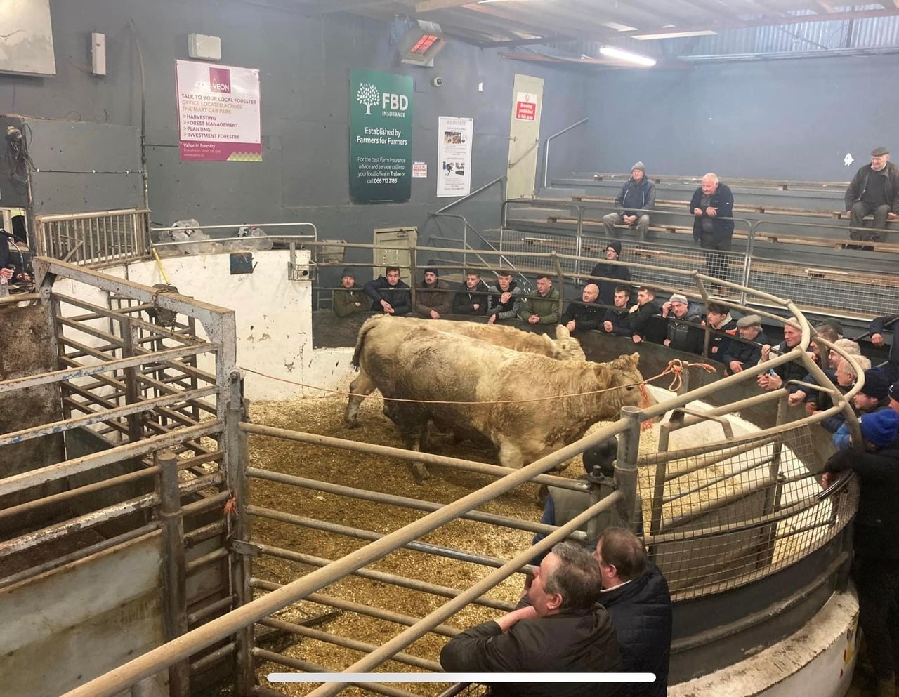 Video: Combined total of €6,000 for 2 cull cows in Kerry