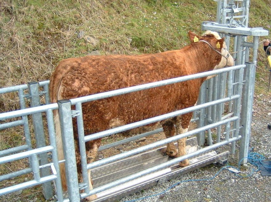 2 weeks left to submit BEEP-S and dairy-beef calf weights