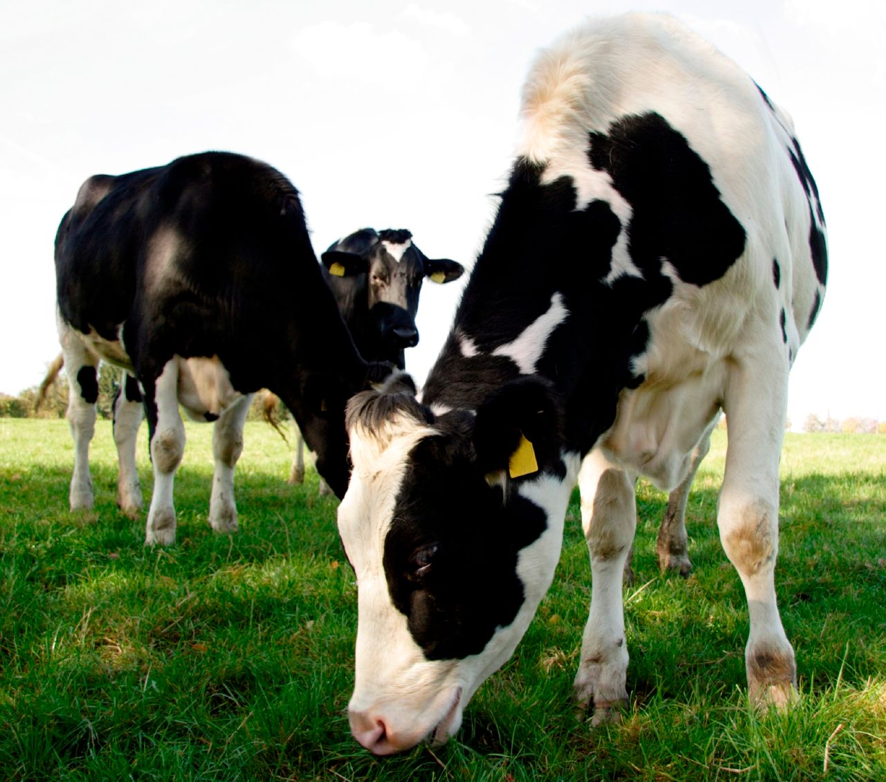 Vaccinations: Best practice for handling, administration and storage
