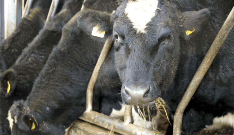 The Glanbia/Kepak Twenty20 Beef Club: Here's everything you need to know...