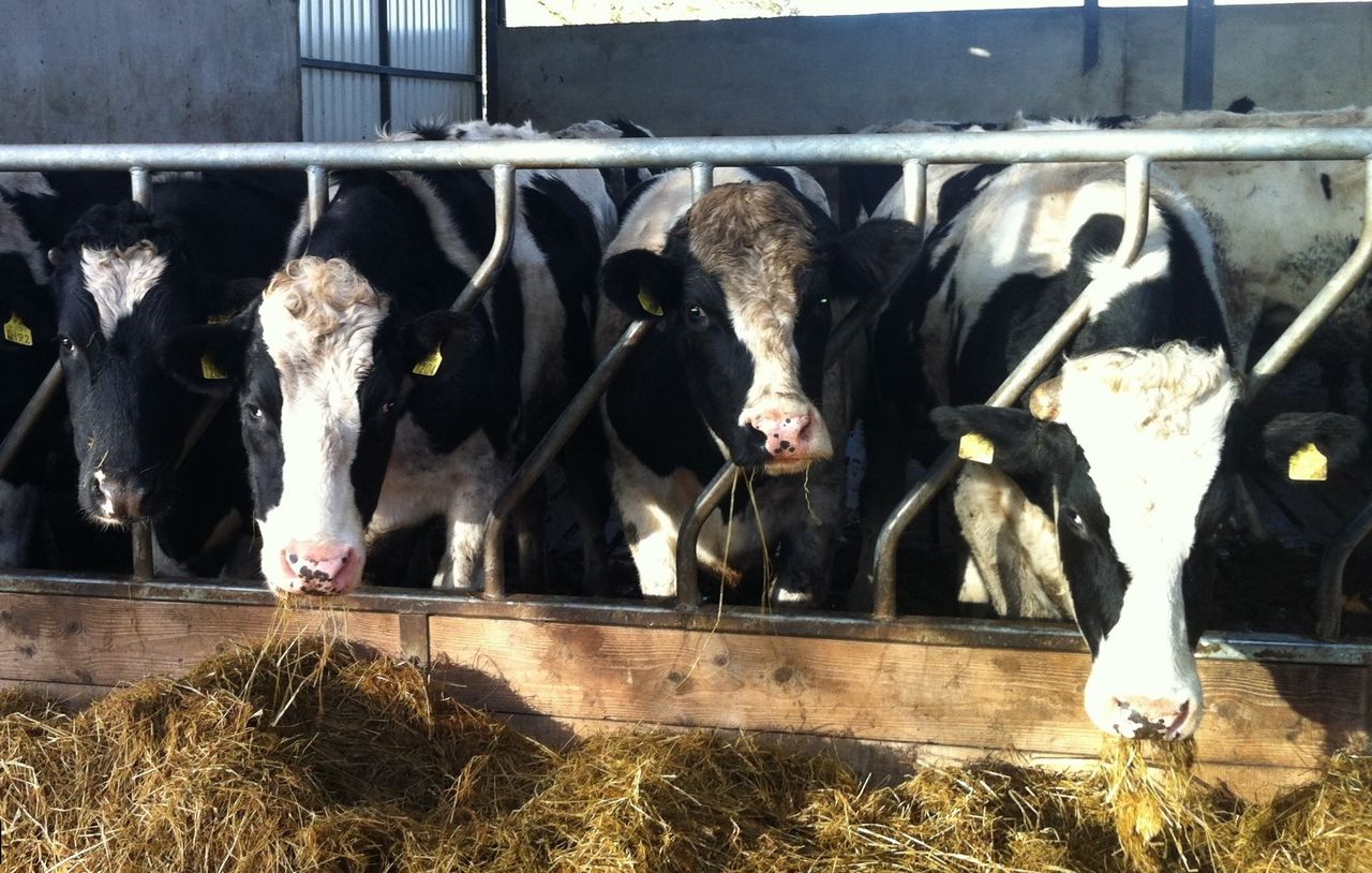 Beef kill back 85,728 head on 2014 levels - Weekly kill drops by 2%