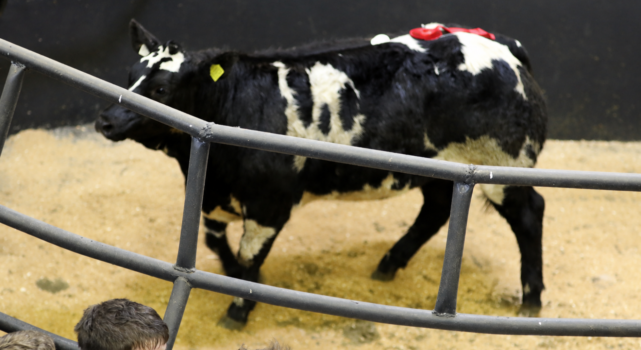 This 470kg Belgian Blue-cross heifer secured the top price of the sale at €7,800 or €16.60/kg. Source: Tricia Kennedy