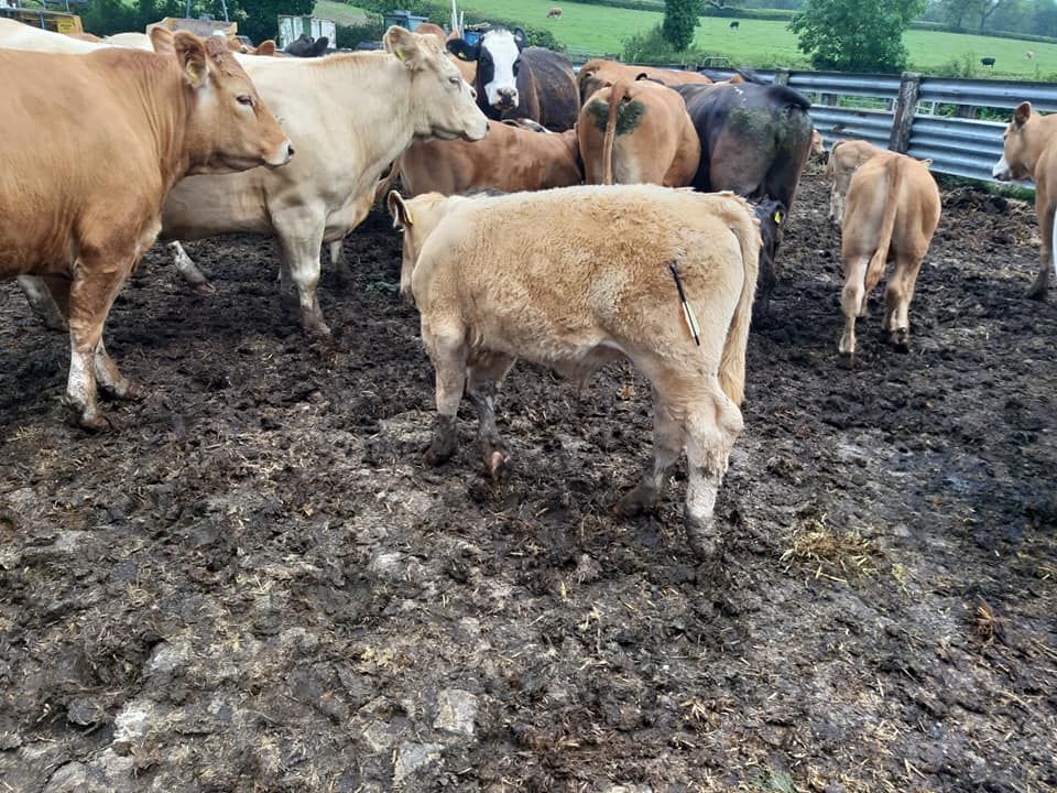 Graphic images: Calves targeted in 'crossbow attack'