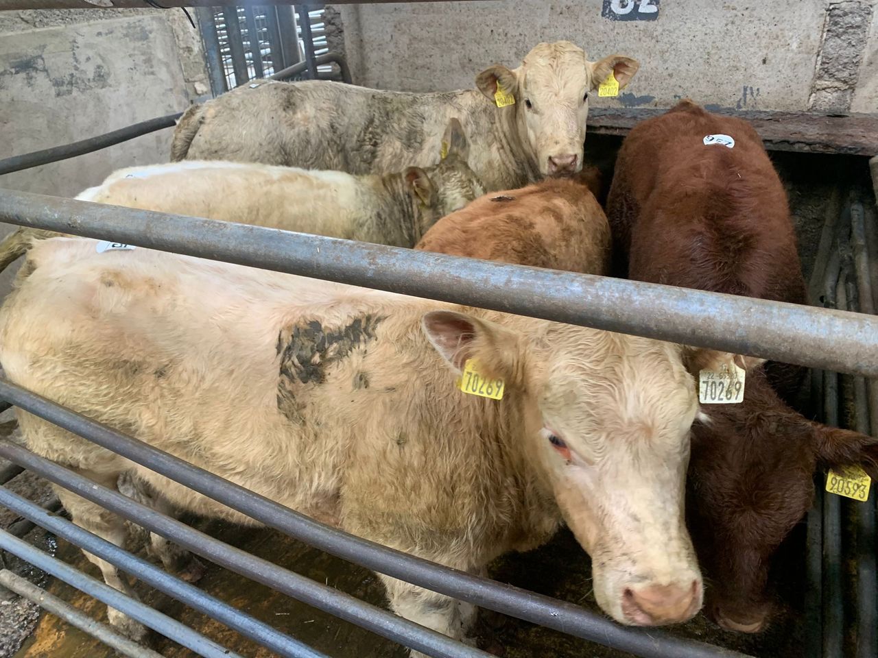 Calf trade: Large numbers seen at Carnaross Mart