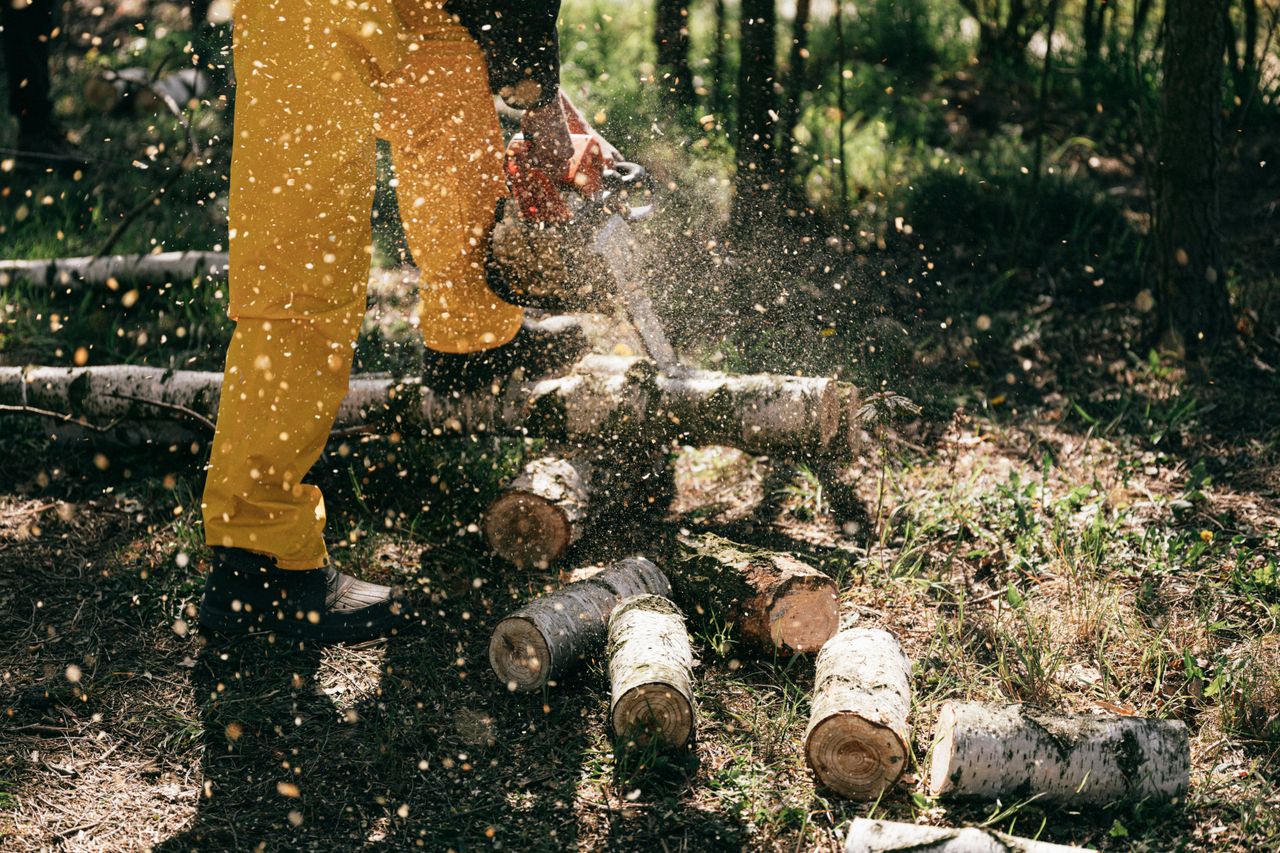 Uptick in felling licences issued by DAFM