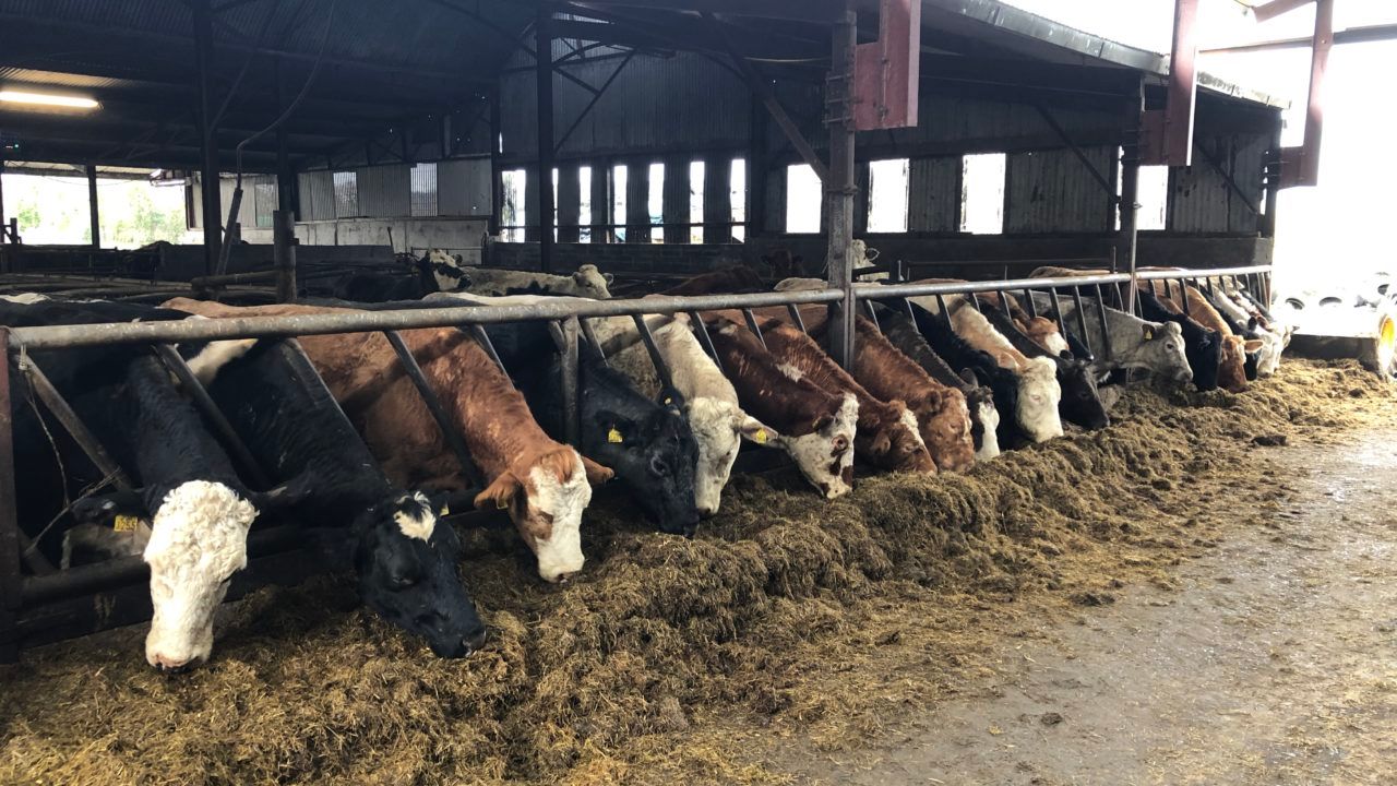 Cattle prices the main driver of 29% boost in agri operating surplus