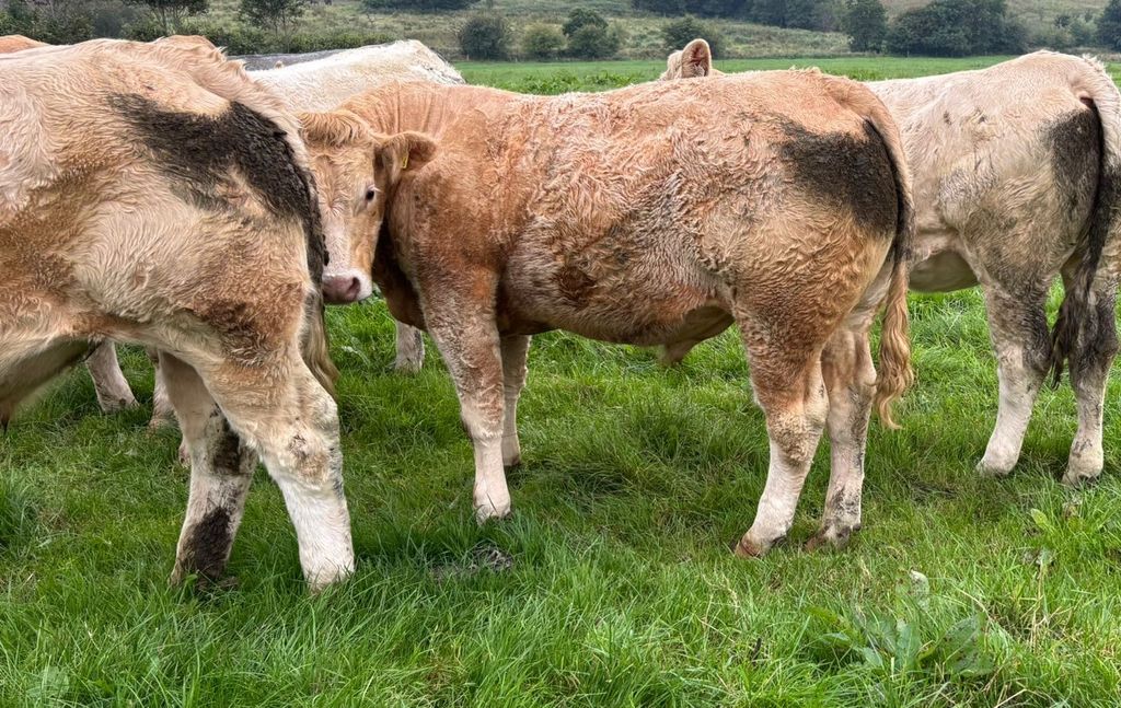 Some of the home-bred cattle on the farm