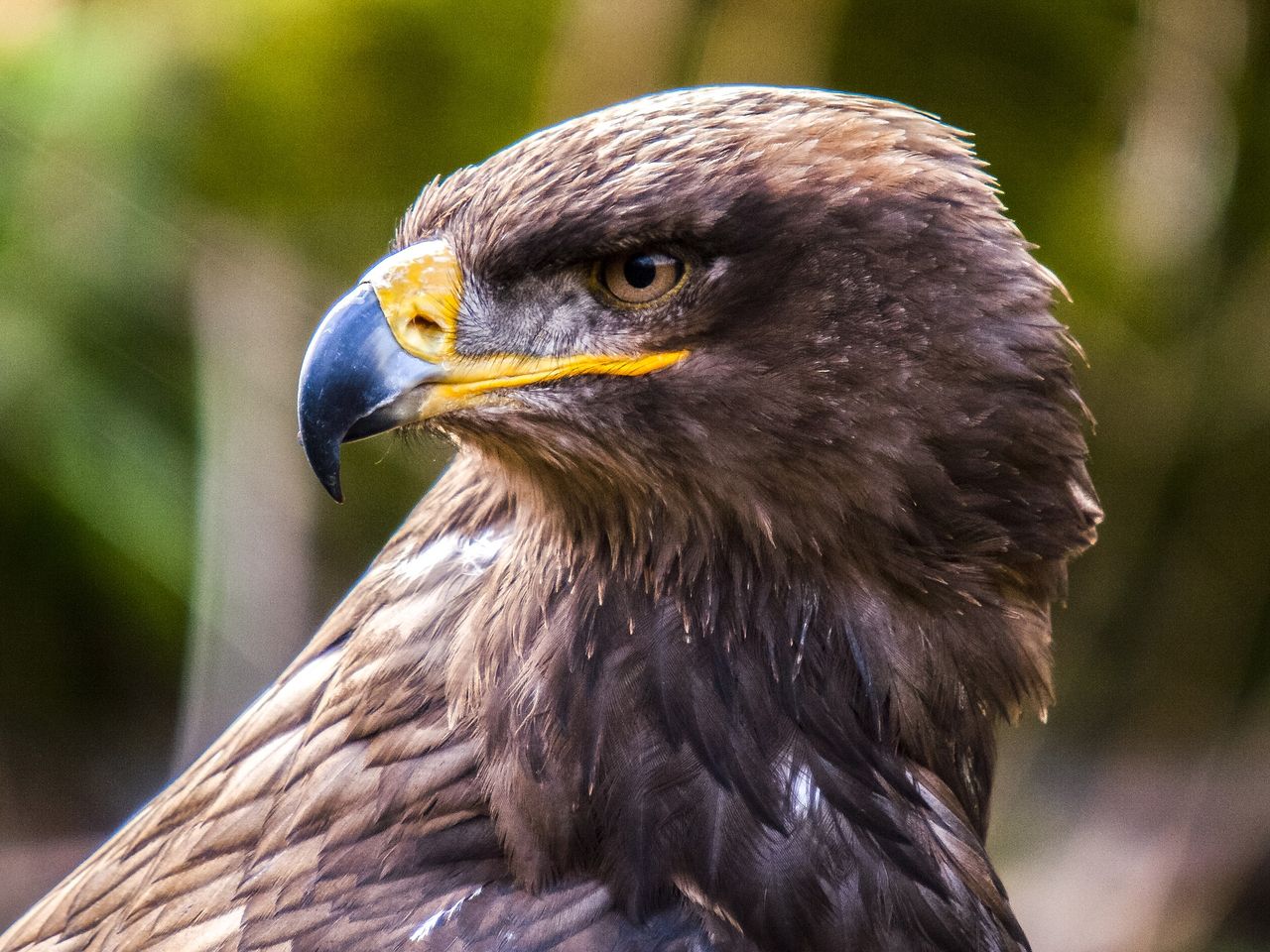 Highly pathogenic bird flu confirmed in wild bird in Dublin