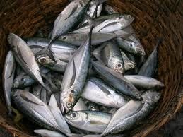 Trade sanctions on Iceland and Faroes mackerel fishing