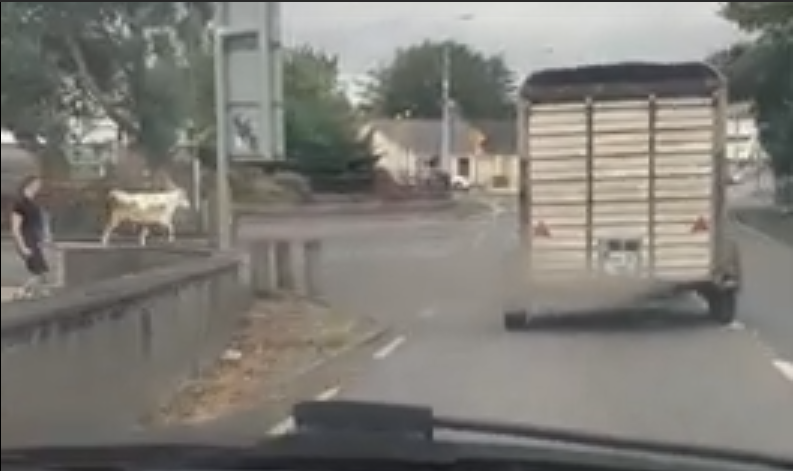Video: Escaped cow causes havoc in Ennis