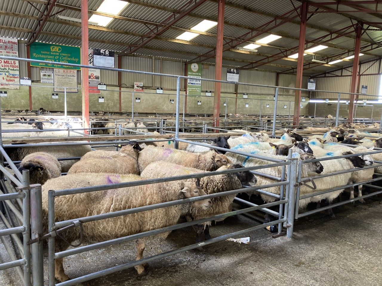 Sheep prices march on as the mart trade continues to amaze