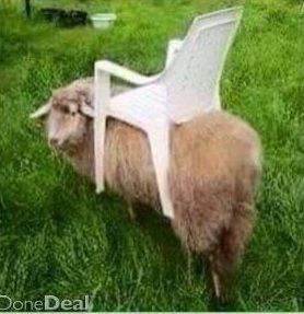 'Going sheep': The lawnmower on Donedeal that needs no fuel