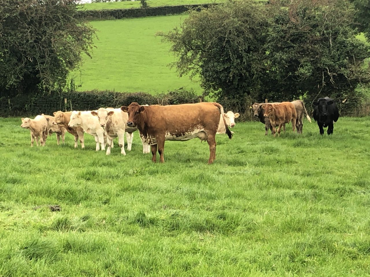 Suckler farmers: October 31 BDGP deadline approaching