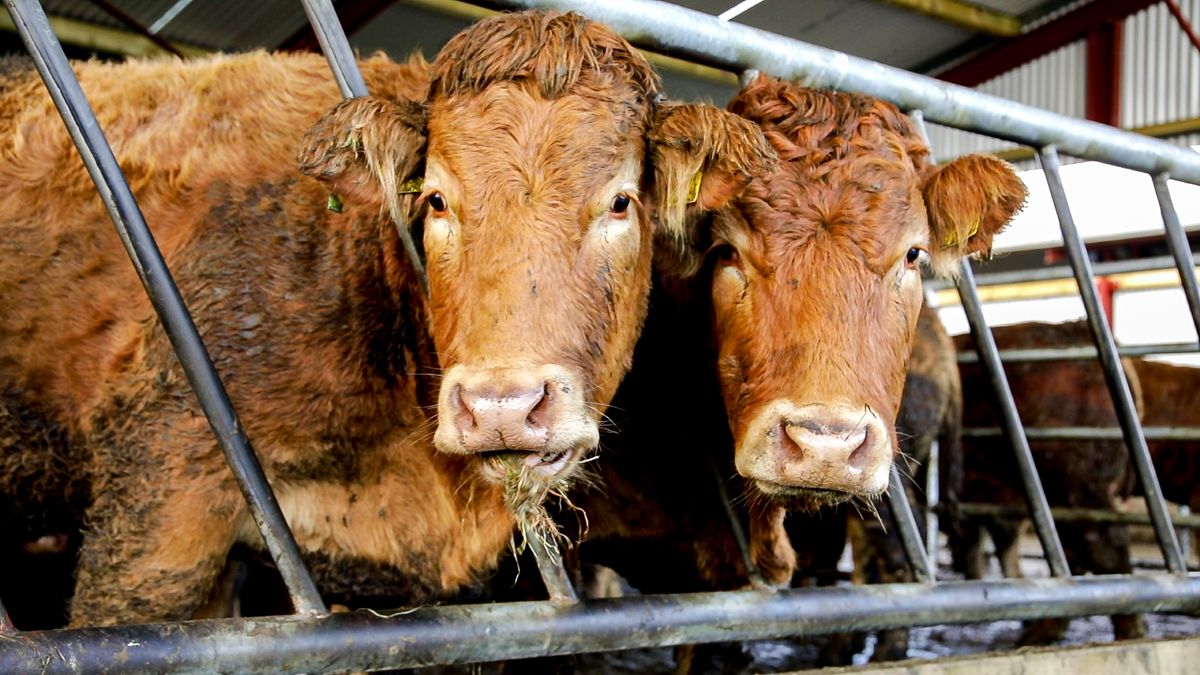 European spotlight on future movement of livestock to NI