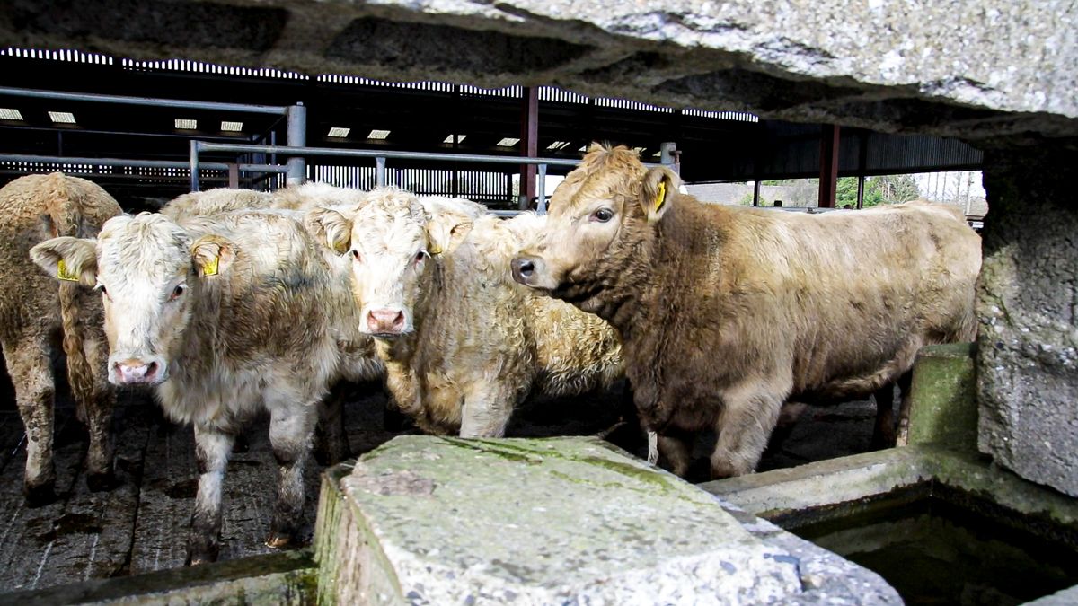 Cattle marts: No setbacks reported in demand for 'factory-fit' cattle