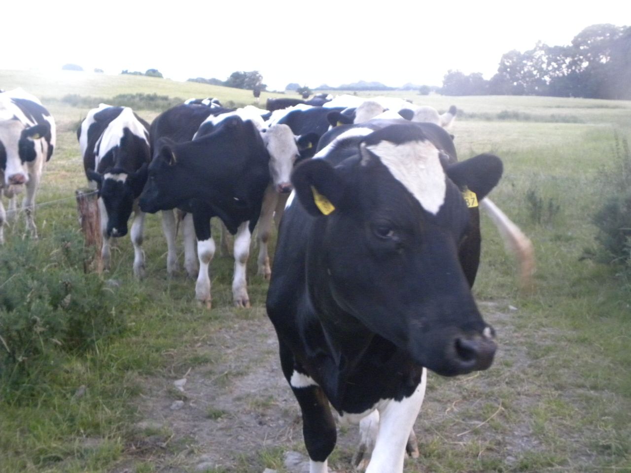 Dairy cow genetics index at an advanced stage