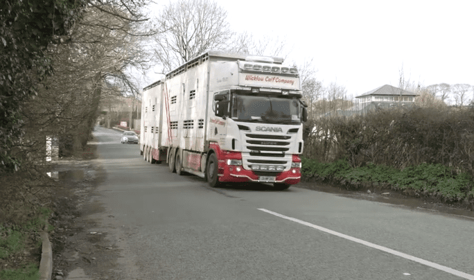 Analysis: How many dairy calves have been shipped to Europe in 2019?