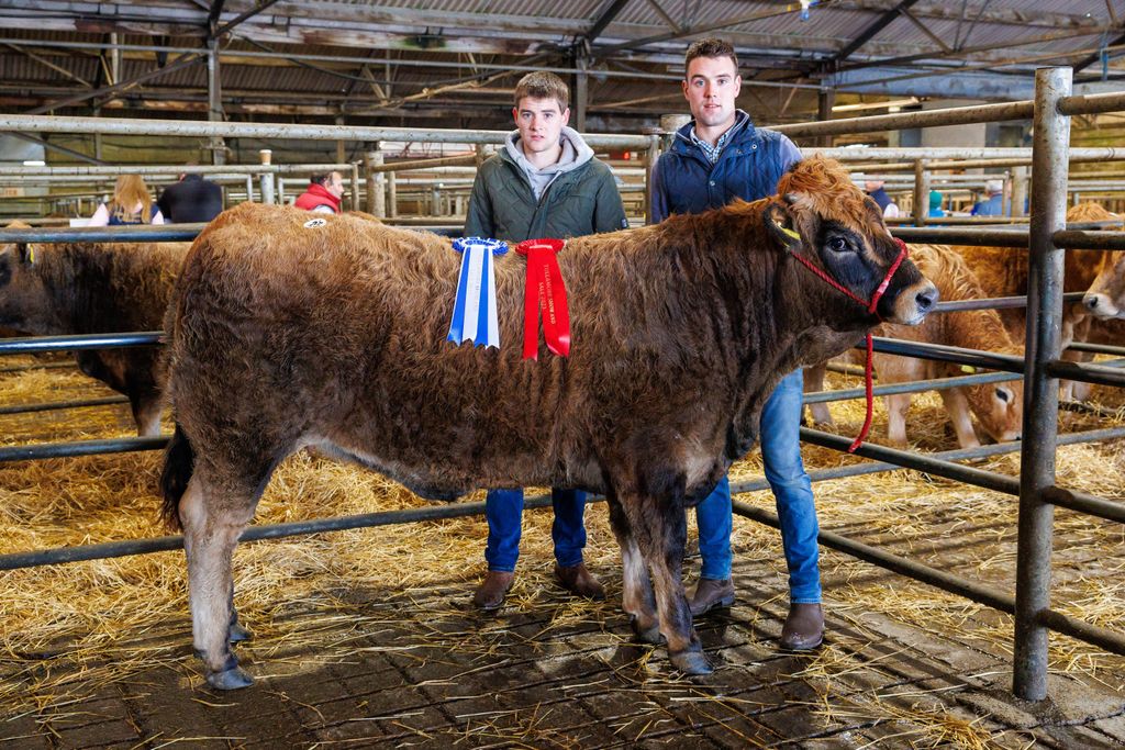 Kyle and Evan Walsh from Ballintra, Co. Donegal, pictured with their reserve champion heifer