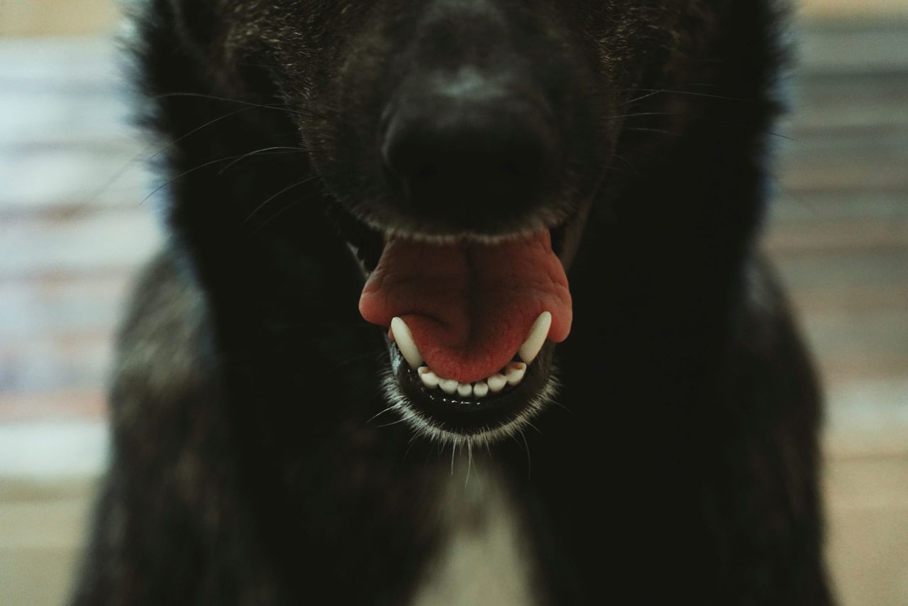 Agriculture minister highlights importance of rabies vigilance
