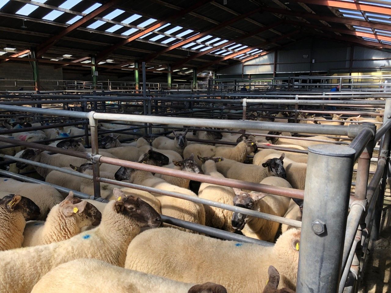 Sheep marts: Farmers looking to store lambs to graze grass rather than cattle