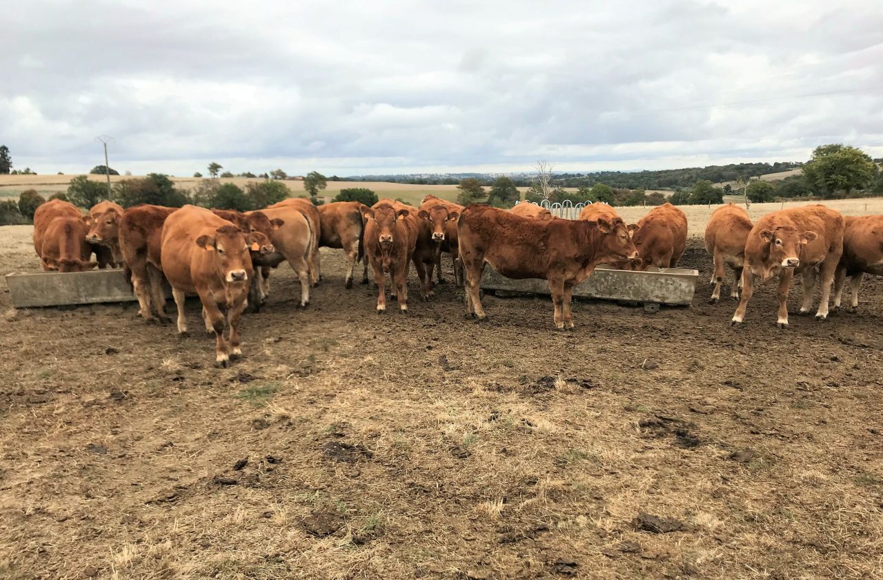 Beef focus: Managing a 200-cow Limousin herd under drought conditions in France