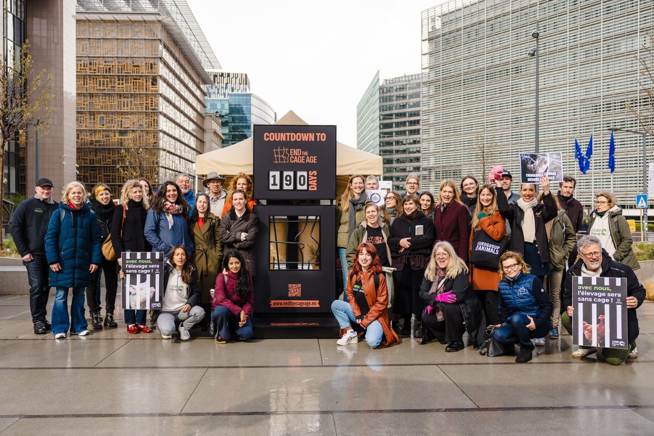 Farmers and activists gather in Brussels to demand an end to caged farming