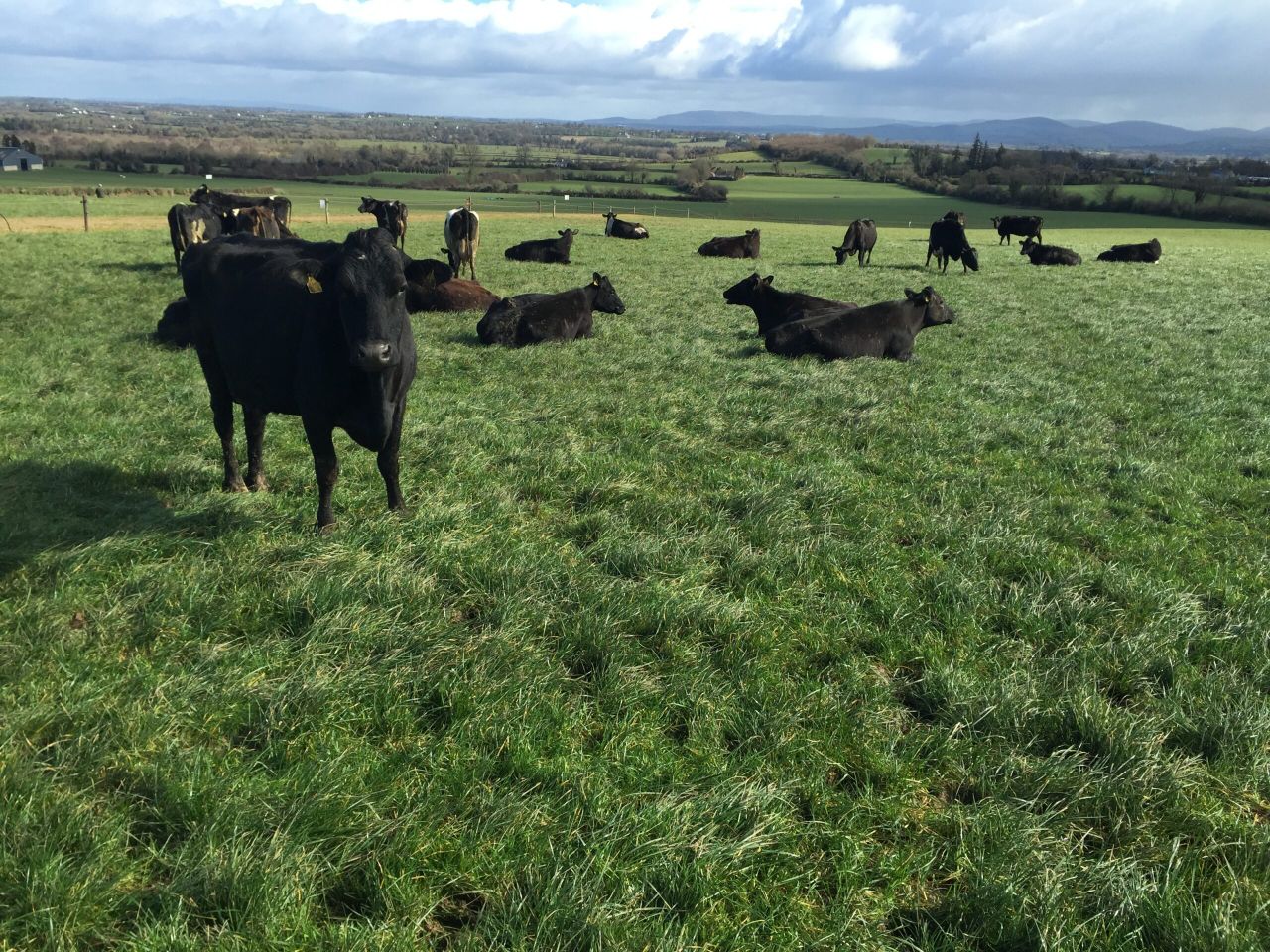 Teagasc farm walks show farmers that spring grass is the best and cheapest feed