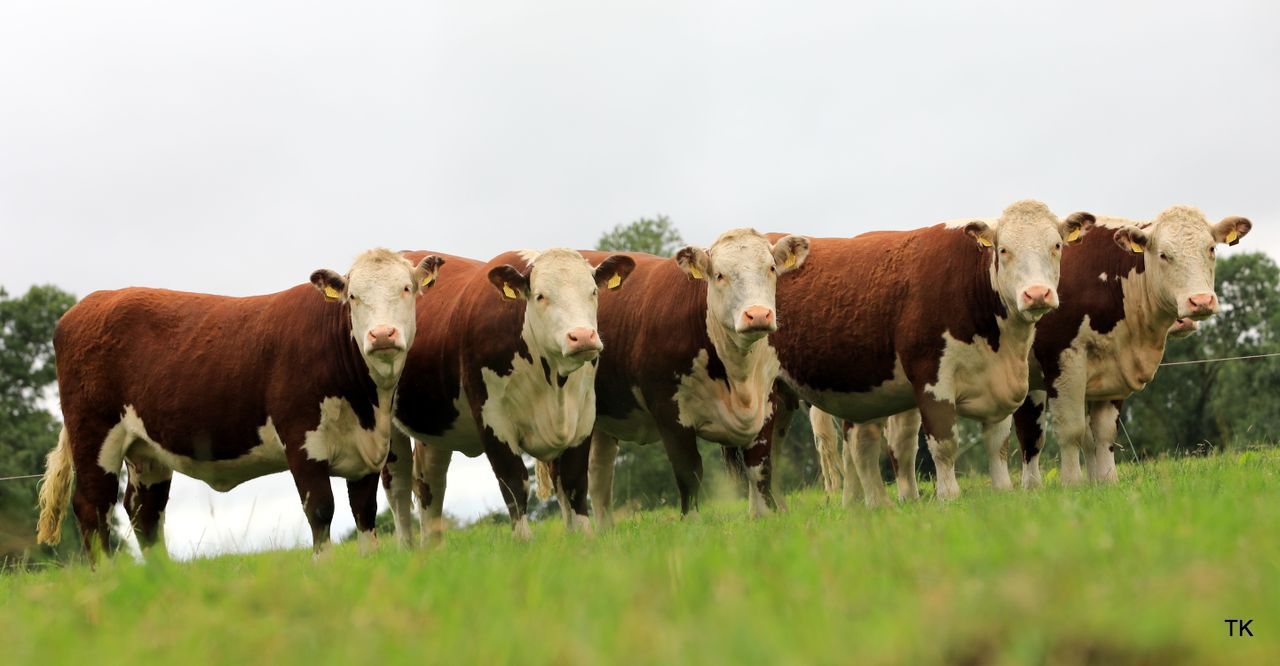 Hereford herd production sale set for Kilkenny this Saturday