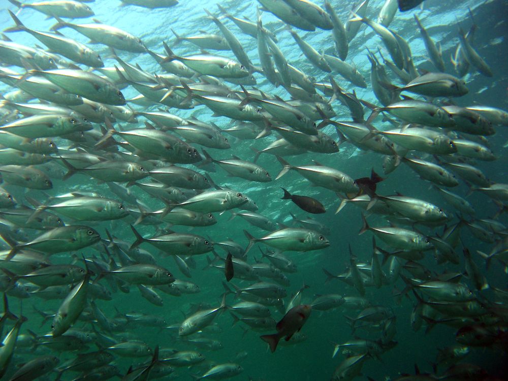 No impact from salmon farming on wild stocks, IFA claims