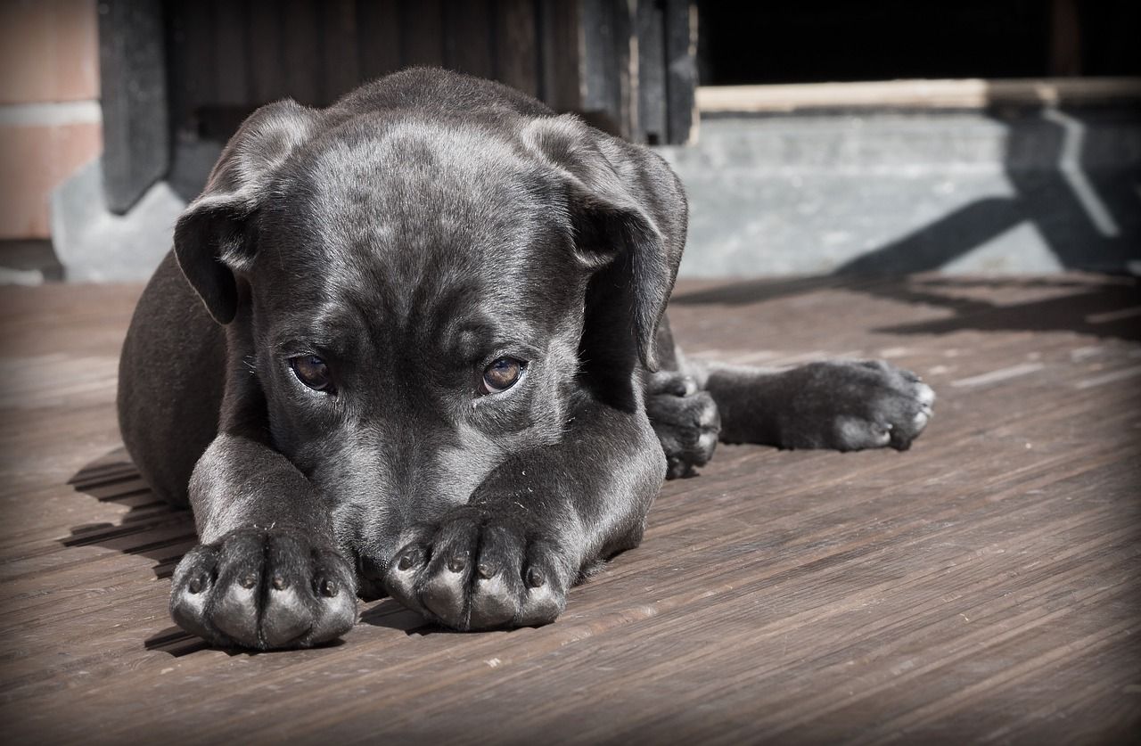 Over 2,200 animal welfare complaints to DAFM helpline in 2024