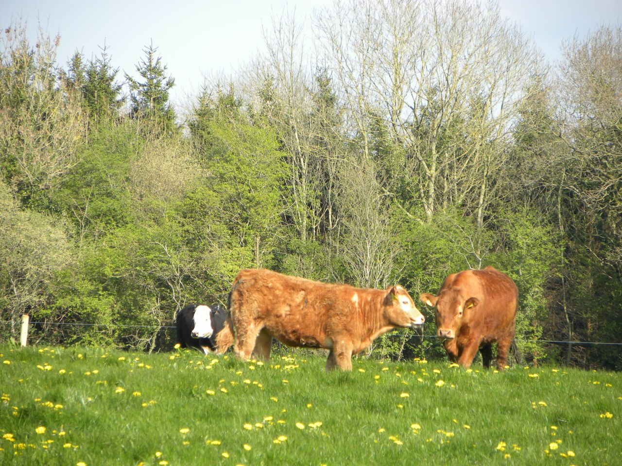 Minister called on to set-up 'emergency beef summit'