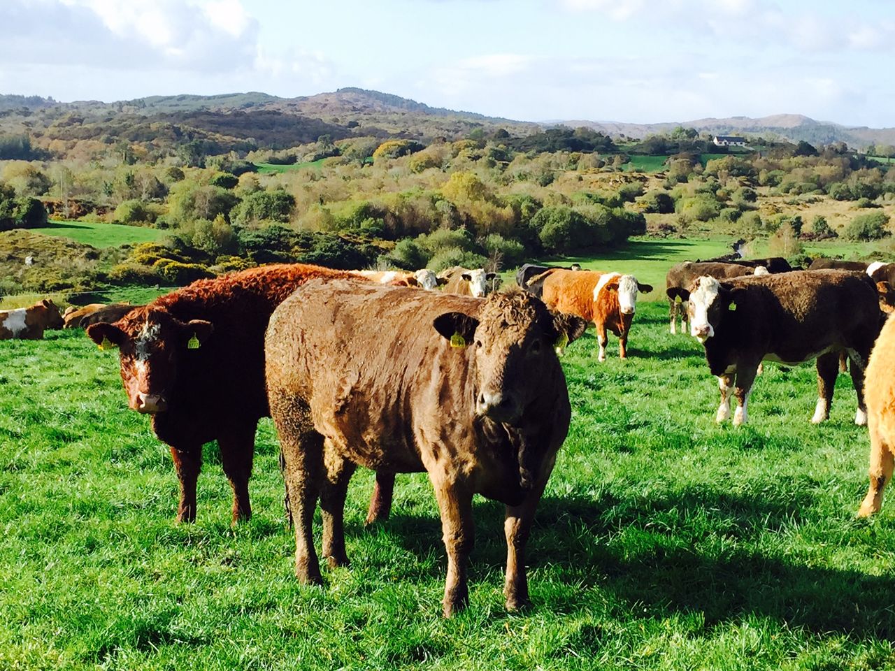 Base beef quotes show some signs of steadying but heifers fall 24c/kg since Brexit